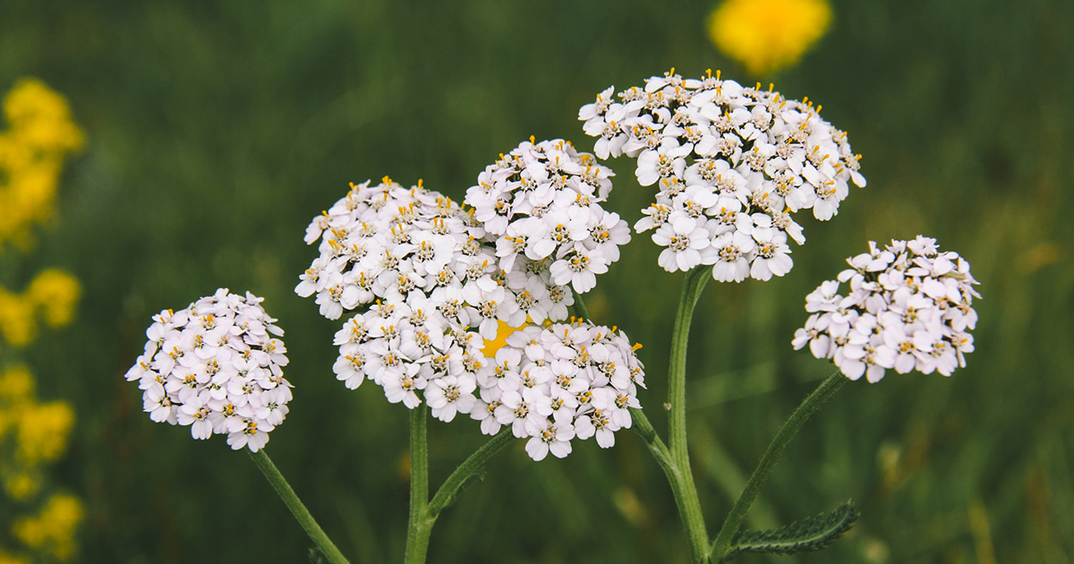 Yarrow Clears Acne And Hydrates Your Skin Anna Rosa Skincare